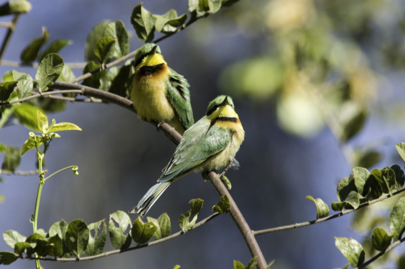little bee-eater142.jpg