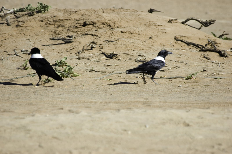 pied crow3.jpg