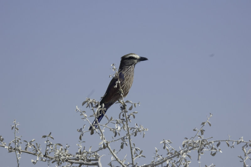 purple roller.jpg