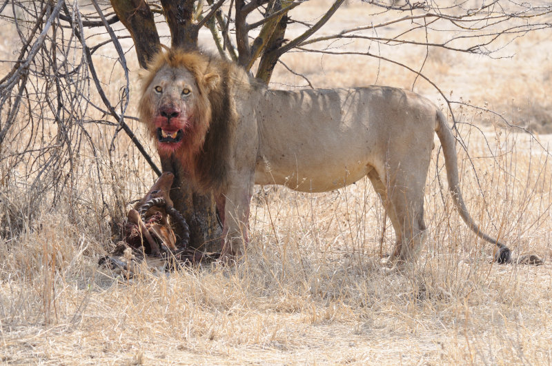 lion21.jpg