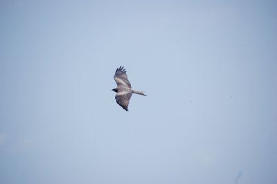 Black kite