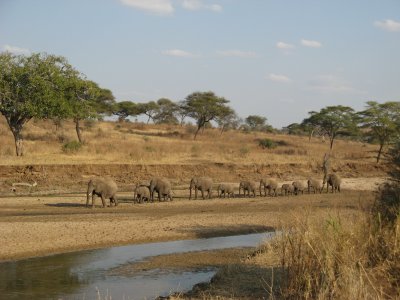 elephants