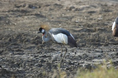 grey crowned crane