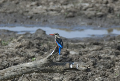 grey headed kingfisher