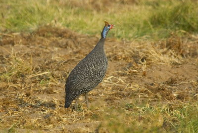 helmeted guineafowl