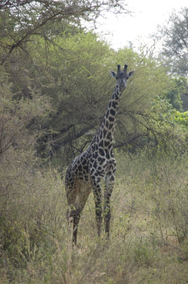 masai giraffe