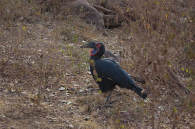 southern ground hornbill