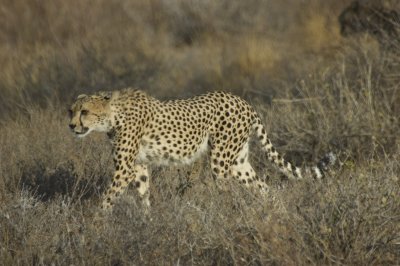 cheetah