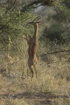 gerenuk