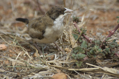 weaver
