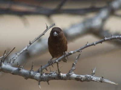 weaver