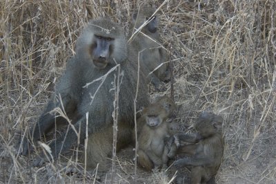 baboons