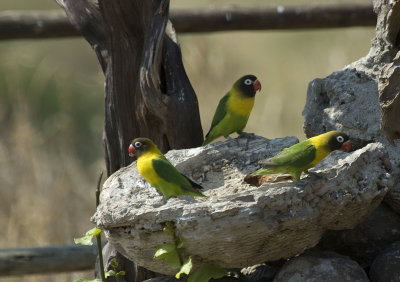 lovebird