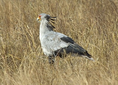 secretary bird