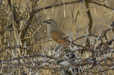 white-browed coucal
