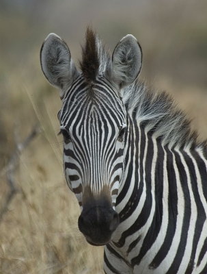 zebra