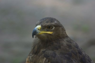 tawny eagle