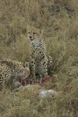 cheetah