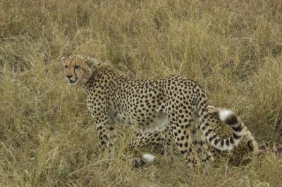 cheetah