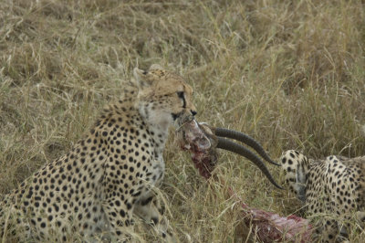 cheetah