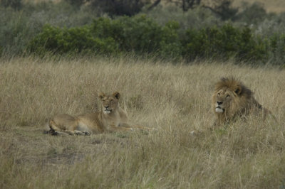 lion