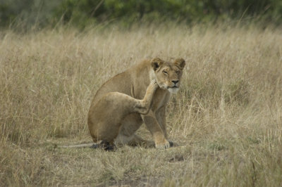 lion