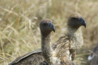 vulture