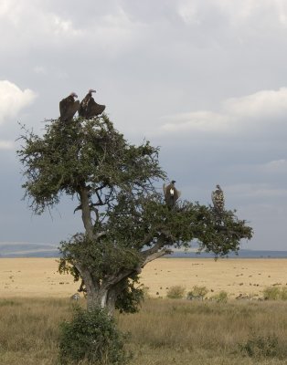 vulture