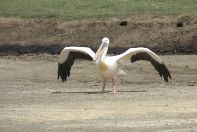 pelican