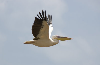 pelican