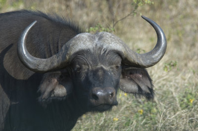buffel