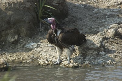 Nubian vulture