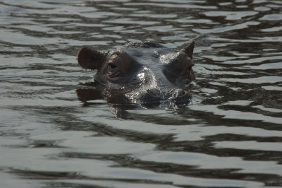 hippo