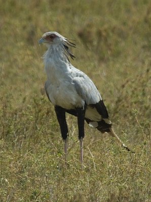 secretary bird