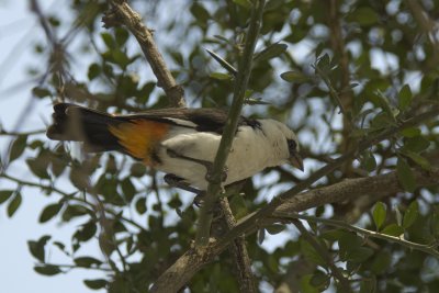 shrike