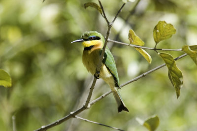 little bee-eater140.jpg