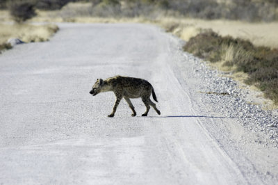 spotted hyena48.jpg