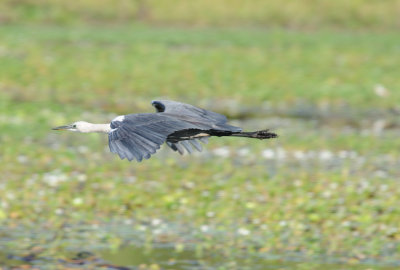 pacific heron1.jpg
