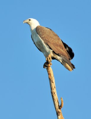 white-bellied sea-eagle8.jpg