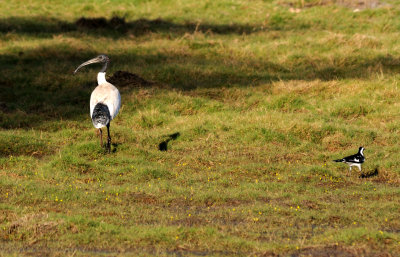 sacred ibis.jpg