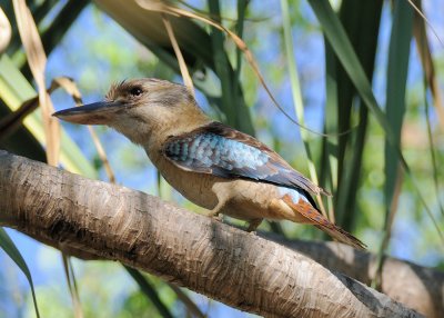 blue-winged kookaburra.jpg