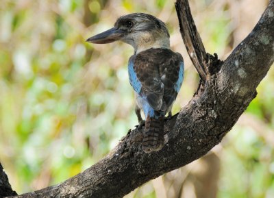 blue-winged kookaburra1.jpg