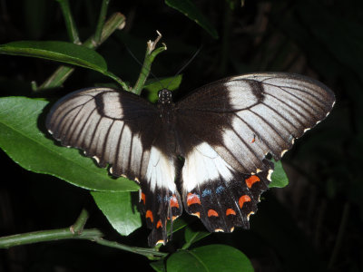 dainty swallowtail.jpg