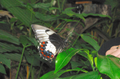 dainty swallowtail1.jpg
