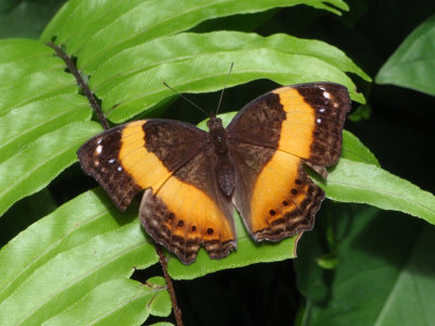 lurcher butterfly.jpg