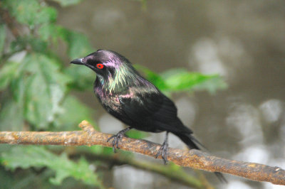 metallic starling.jpg