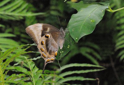 ulyssus swallowtail.jpg