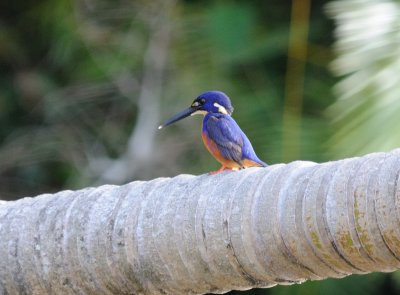 azure kingfisher.jpg