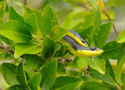 green tree snake.jpg
