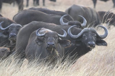 african buffalo2.jpg
